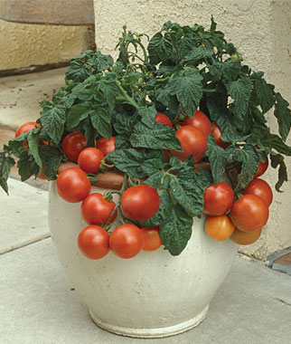 Patio Princess Hybrid Tomato